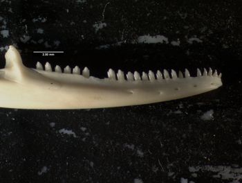Media type: image;   Herpetology R-132837
